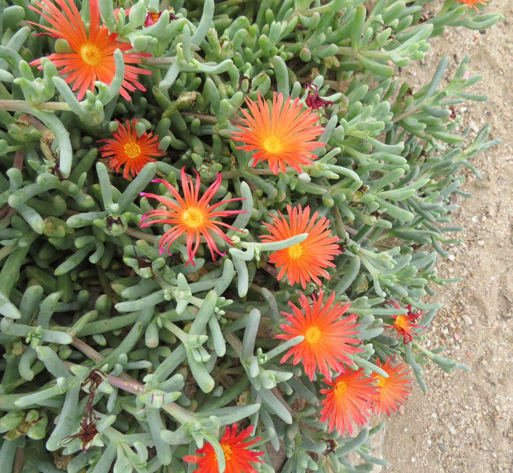 Image of familia Aizoaceae specimen.