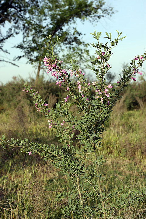 Image of Halimodendron halodendron specimen.