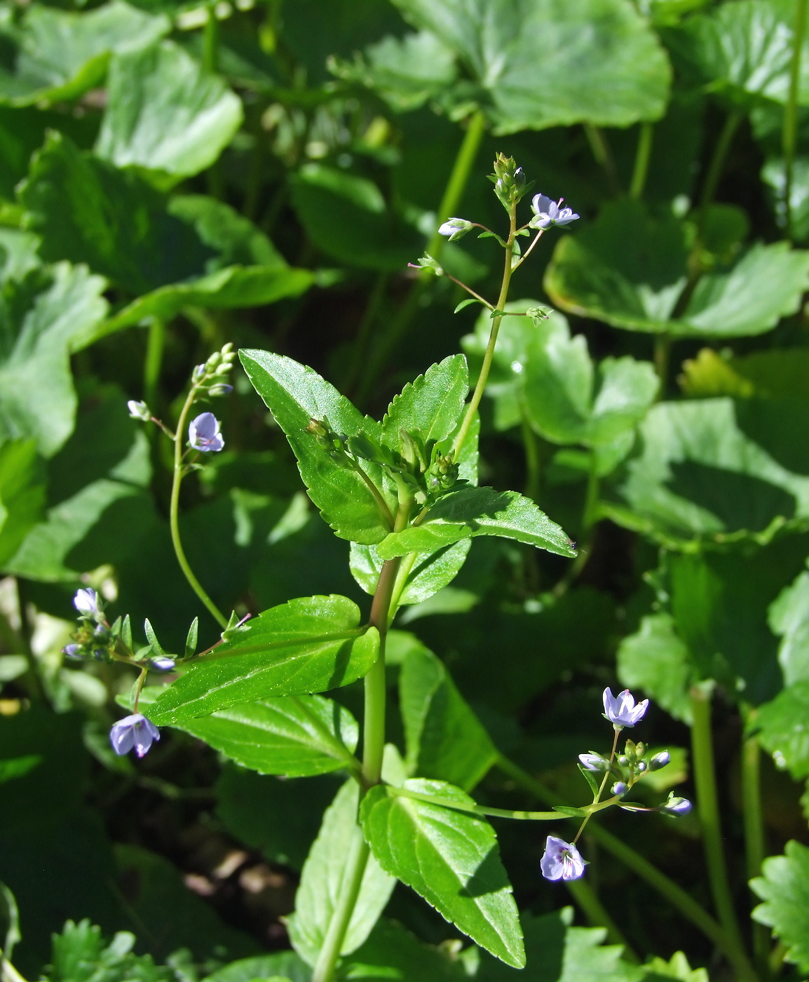 Image of Veronica americana specimen.