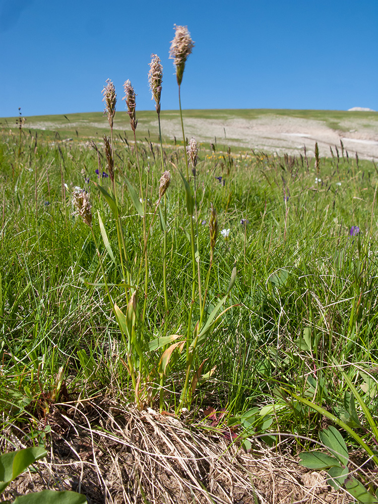 Изображение особи Anthoxanthum alpinum.