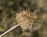 Echinops maracandicus