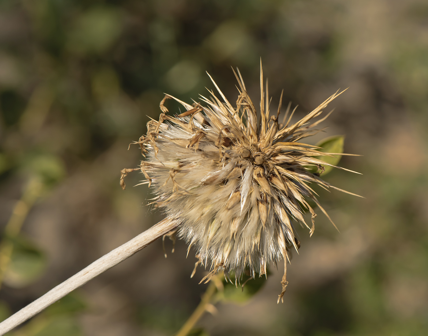 Изображение особи Echinops maracandicus.