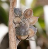 отдел Magnoliophyta. Часть цветоноса с соплодием. Перу, регион Куско, пос. Ollantaymtambo, археологический комплекс. 11.10.2019.