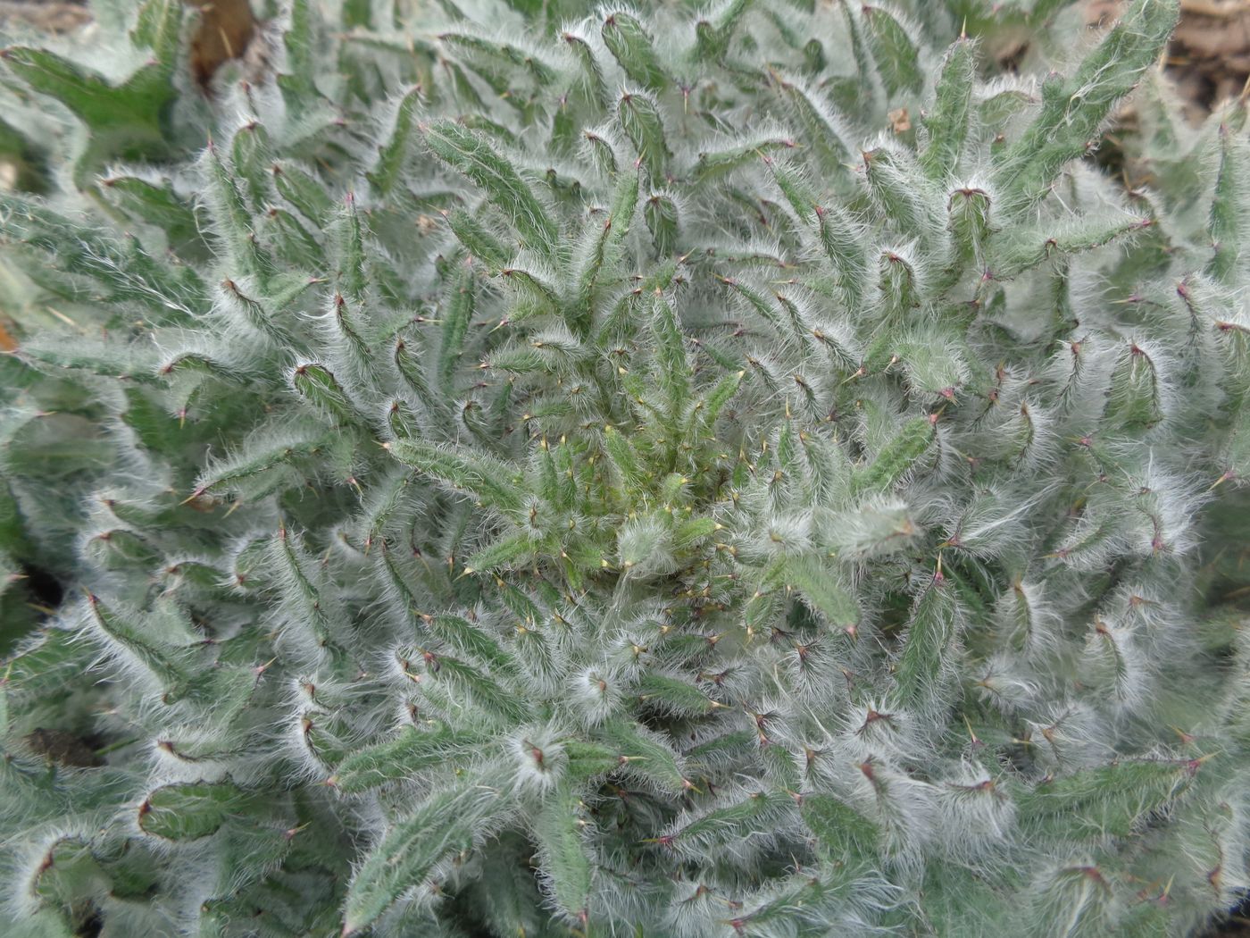 Image of Cirsium vulgare specimen.