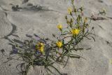 Hieracium umbellatum variety dunale. Цветущее и плодоносящее растение. Калининградская обл., окр. г. Балтийск, песчаный берег. 28.08.2020.