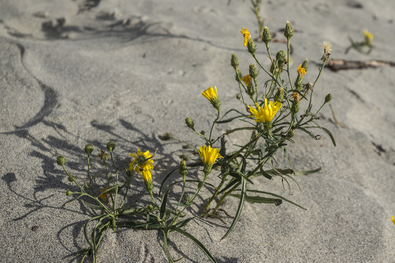 Image of Hieracium umbellatum var. dunale specimen.