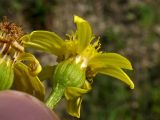 Senecio umbrosus. Соцветие-корзинка (вид со стороны обёртки). Украина, Львовская обл., Золочевский р-н, луговой склон северо-западной экспозиции. 11 августа 2010 г.