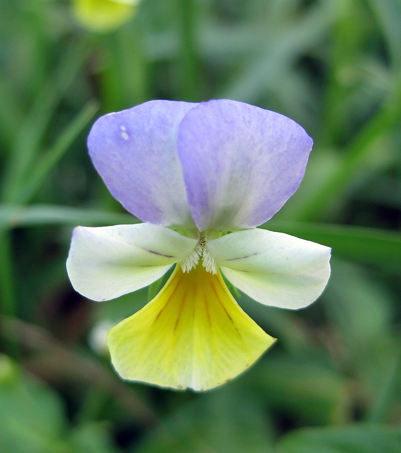 Изображение особи Viola tricolor.