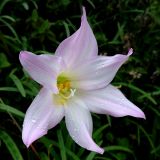 Zephyranthes rosea