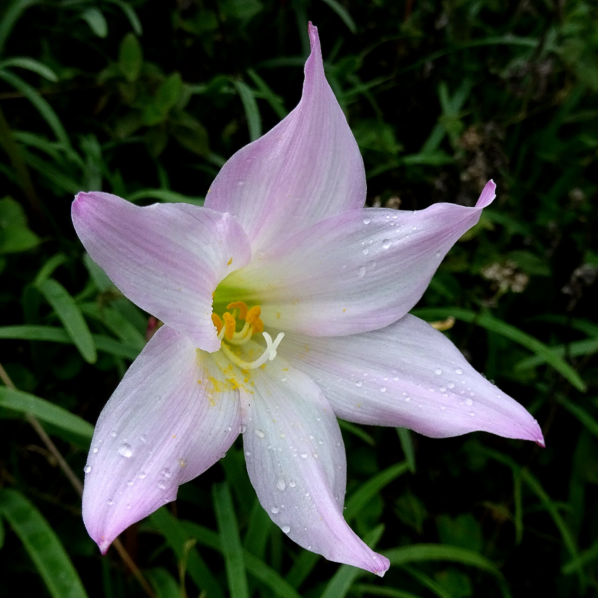 Изображение особи Zephyranthes rosea.