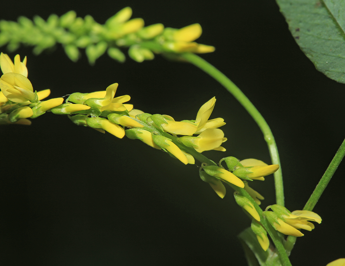 Изображение особи Melilotus suaveolens.