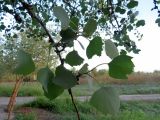 Populus pruinosa. Ветвь взрослого дерева. Таджикистан, Хатлонская обл., Джиликульский р-н, заповедник \"Тигровая балка\", тугайный лес. 23.04.2017.