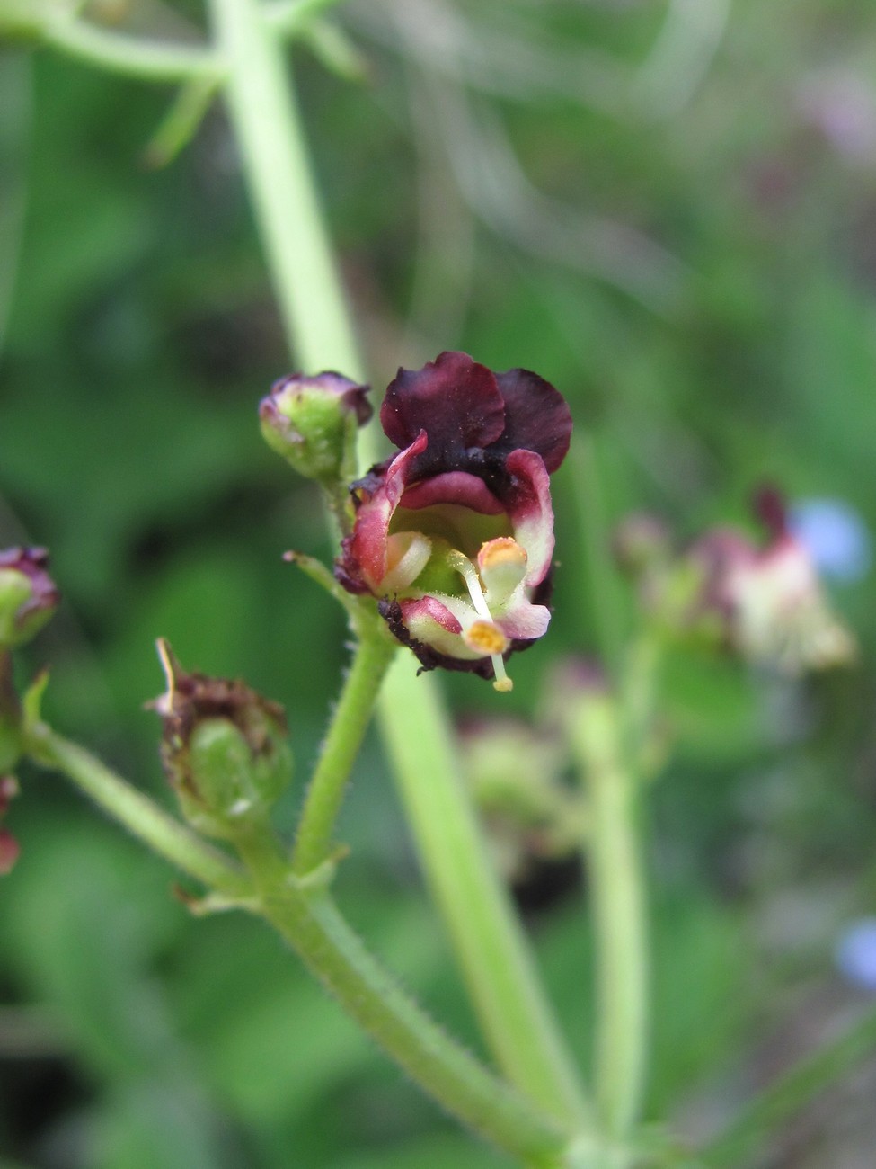 Изображение особи Scrophularia olympica.