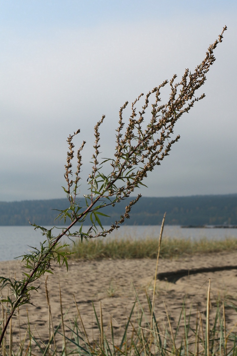 Image of Artemisia vulgaris specimen.