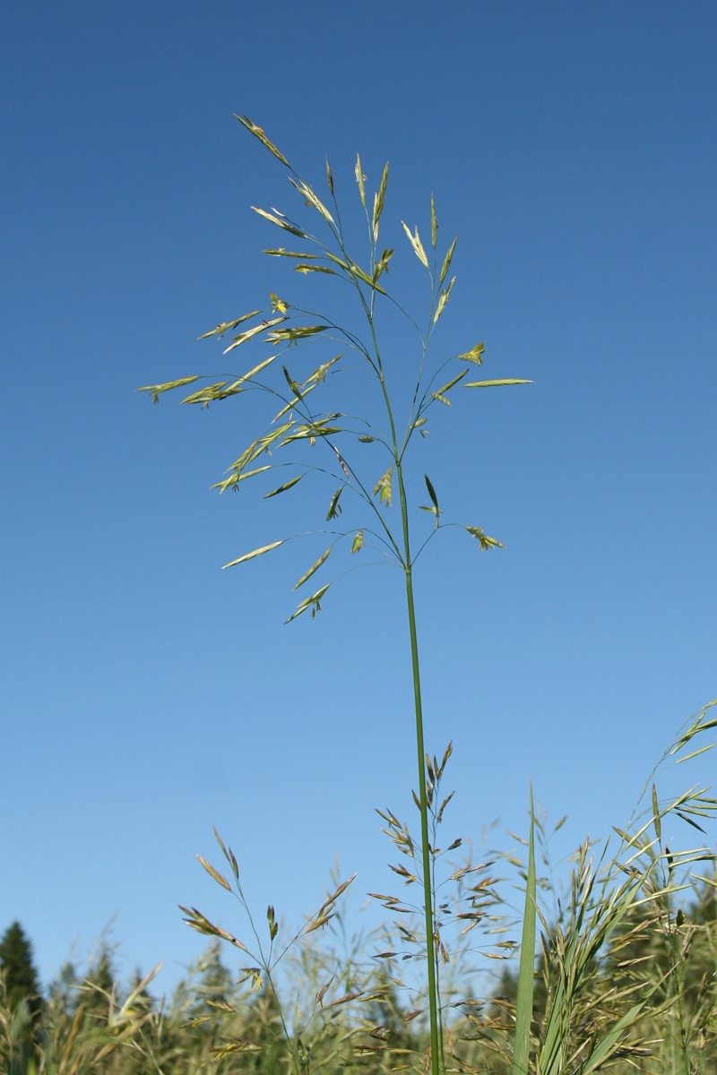 Изображение особи Bromopsis inermis.