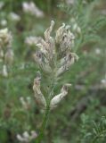 genus Astragalus. Отцветшее соцветие. Кабардино-Балкария, Эльбрусский р-н, окр. с. Нейтрино, ок. 1850 м н.у.м., субальпийский луг. 09.07.2020.