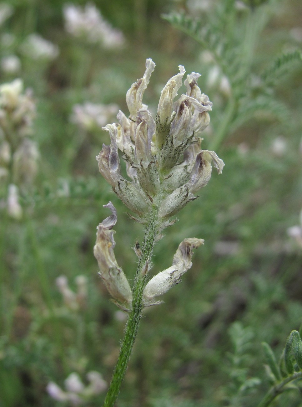 Image of genus Astragalus specimen.