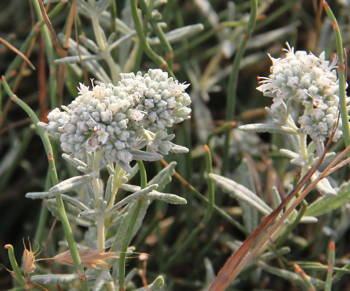 Image of Teucrium capitatum specimen.