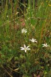 Ornithogalum narbonense. Соцветие. Греция, о. Родос, деревня Критиния, маквис. 6 мая 2011 г.