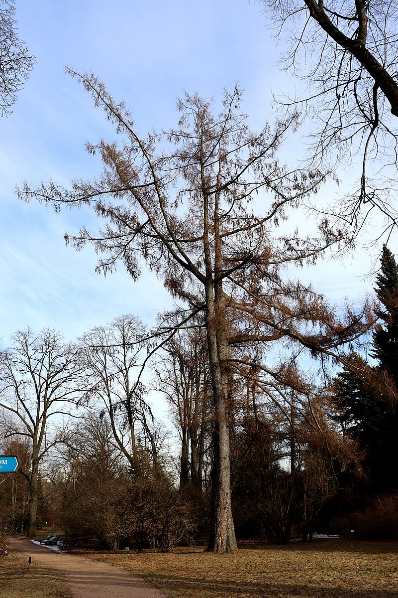 Image of Larix gmelinii specimen.