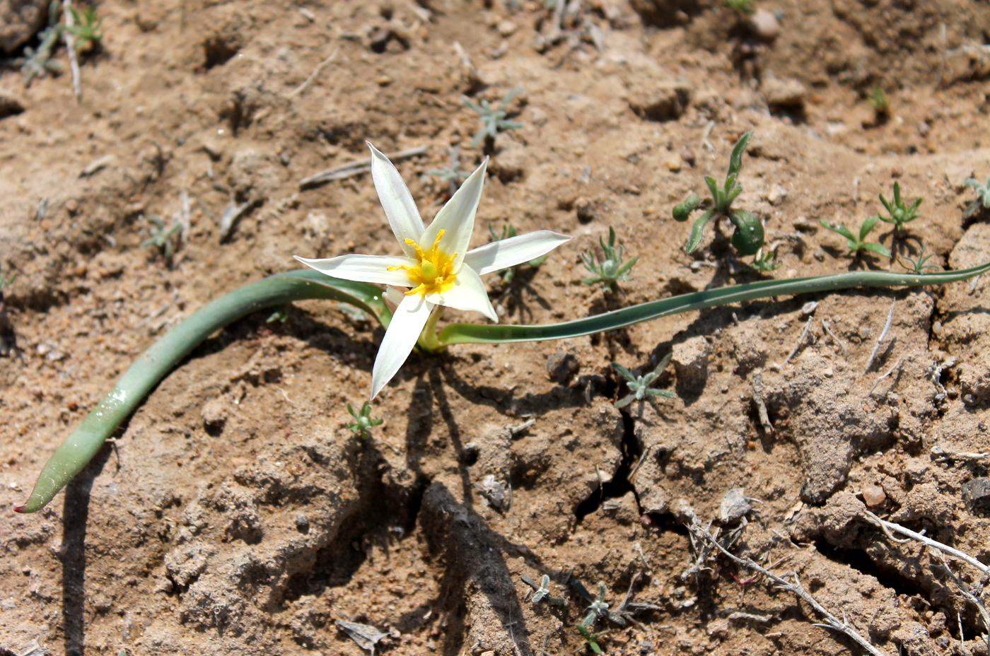Image of Tulipa buhseana specimen.
