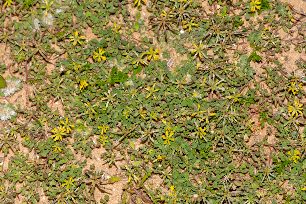 Image of Trigonella cylindracea specimen.