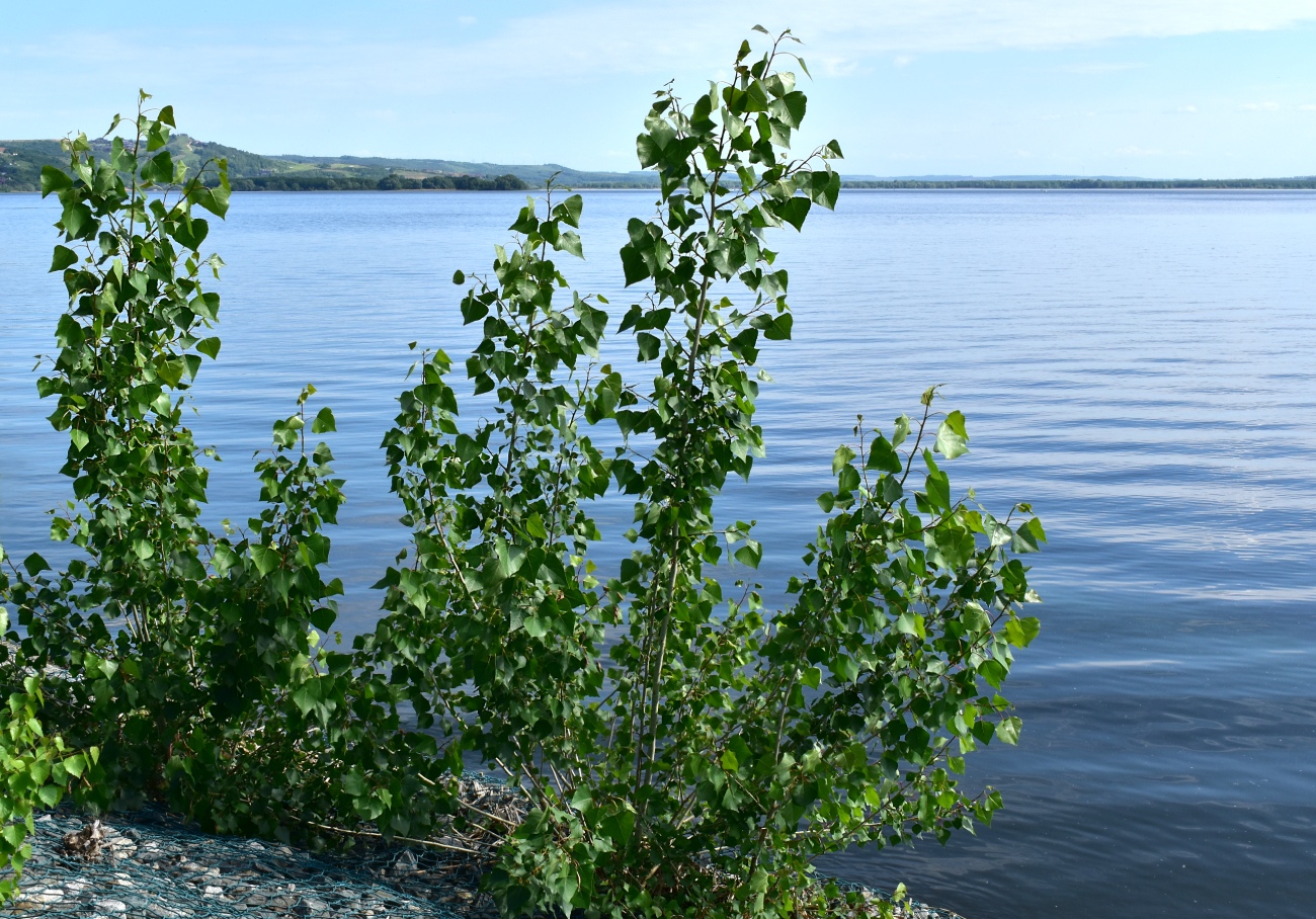 Image of Populus nigra specimen.