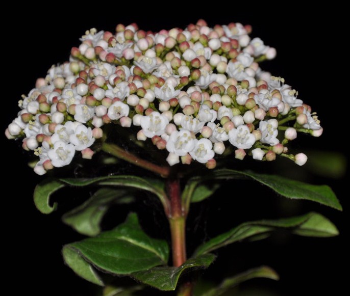 Изображение особи Viburnum tinus.