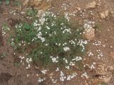 Achillea ptarmicifolia