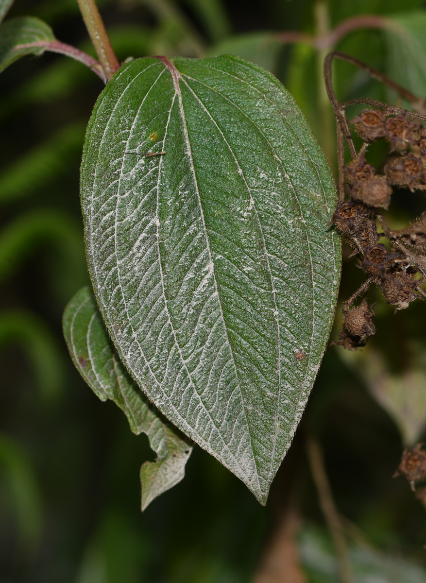 Изображение особи семейство Melastomataceae.