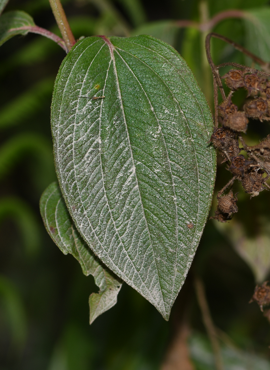 Image of familia Melastomataceae specimen.