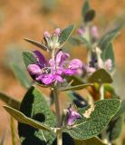 Phlomis thapsoides