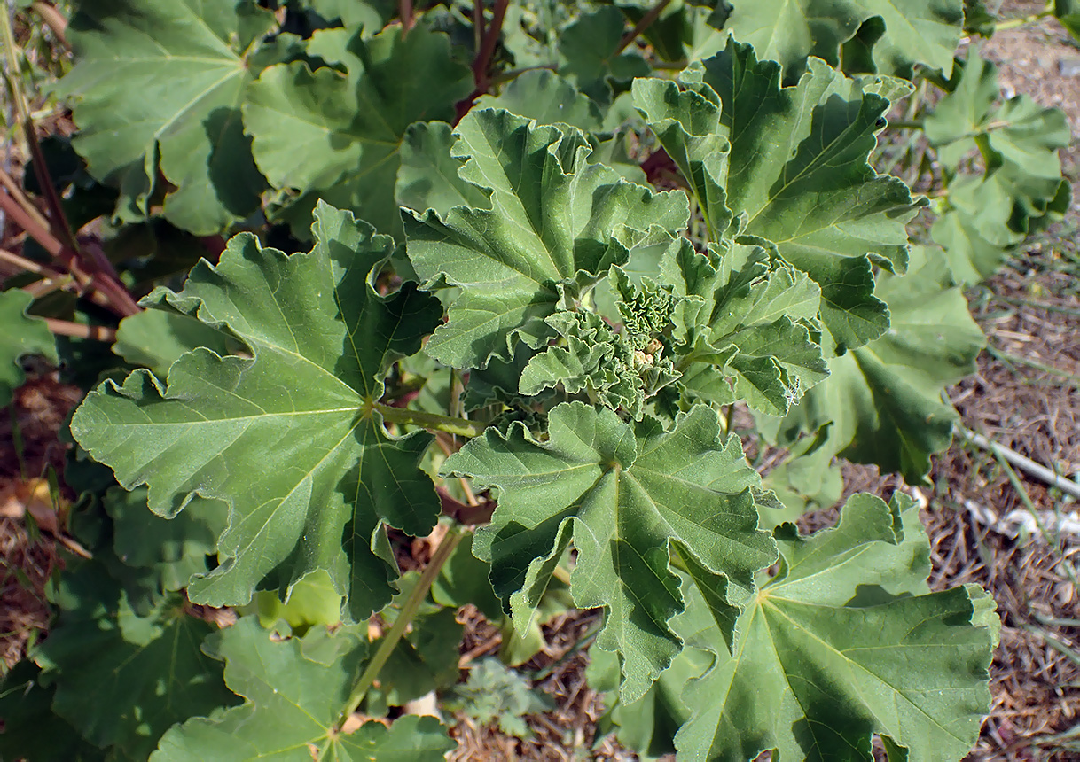 Изображение особи Malva arborea.