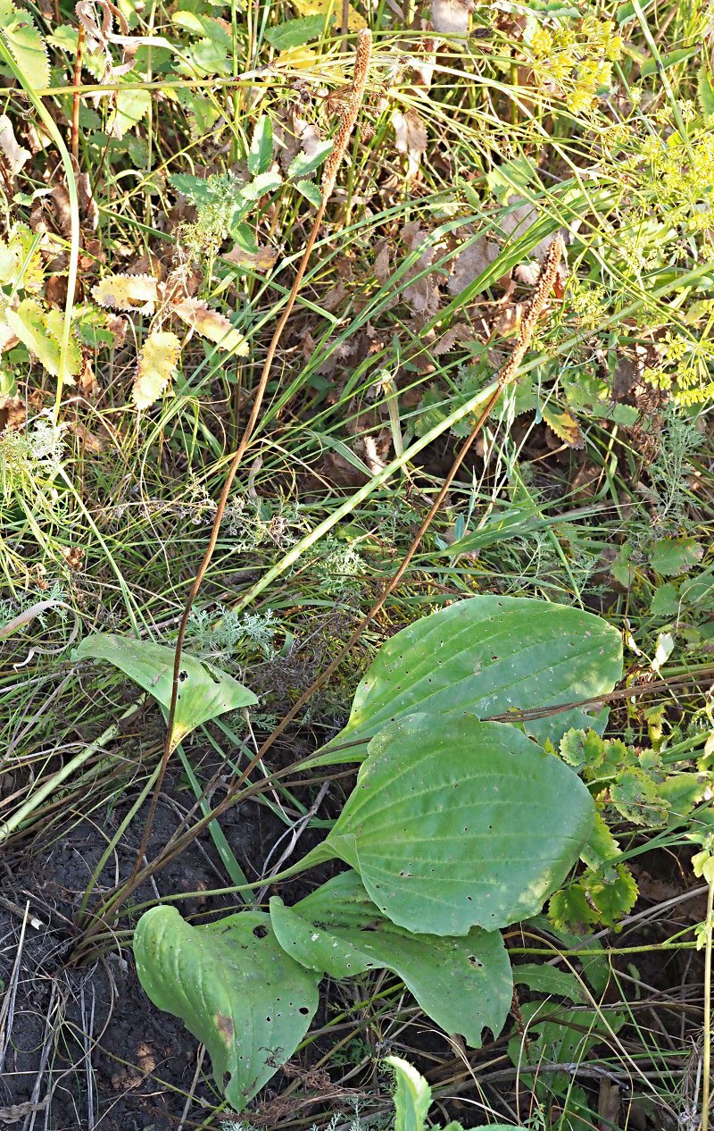 Image of Plantago maxima specimen.