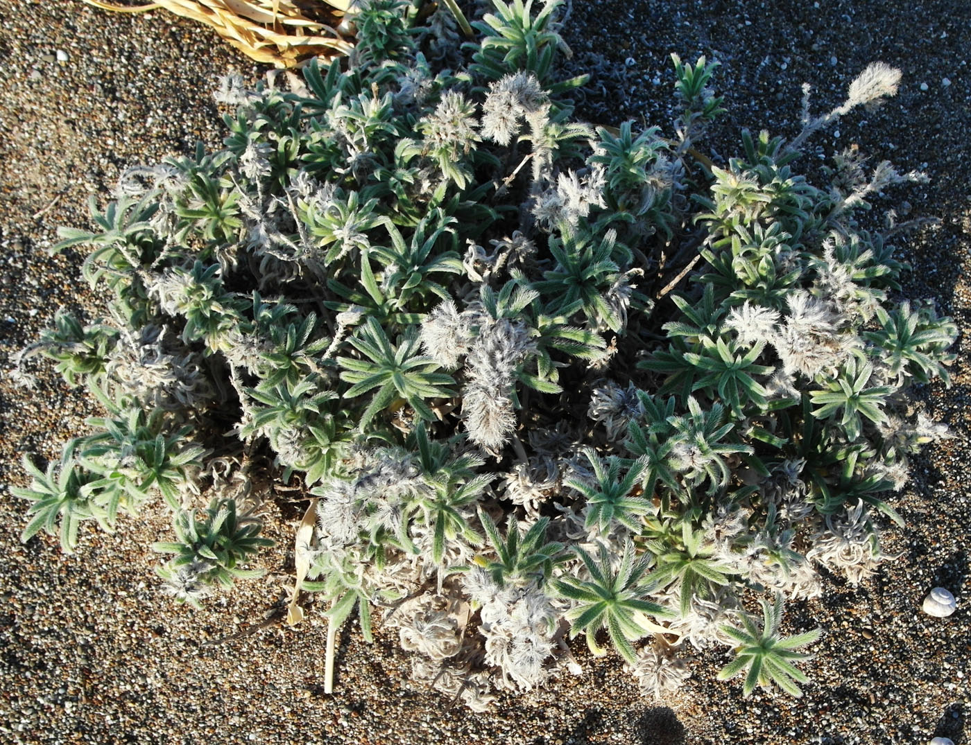 Изображение особи Echium angustifolium.