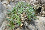 Parrya pulvinata