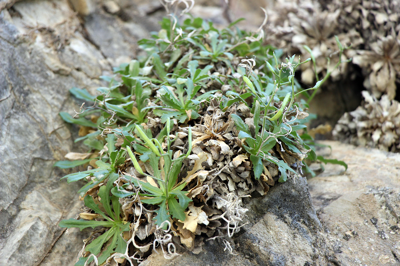 Image of Parrya pulvinata specimen.