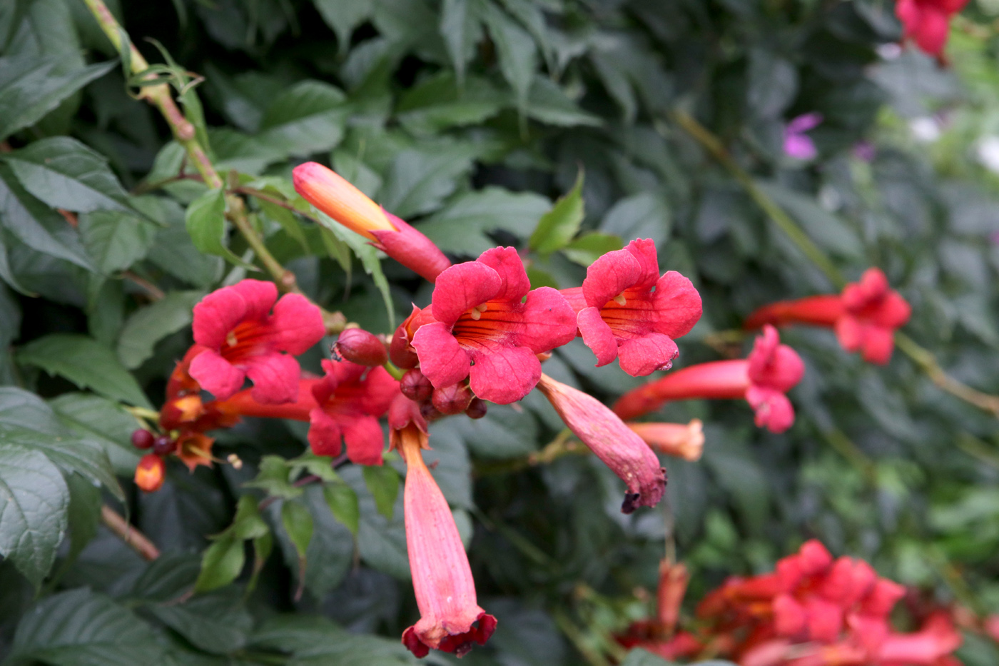 Image of Campsis radicans specimen.