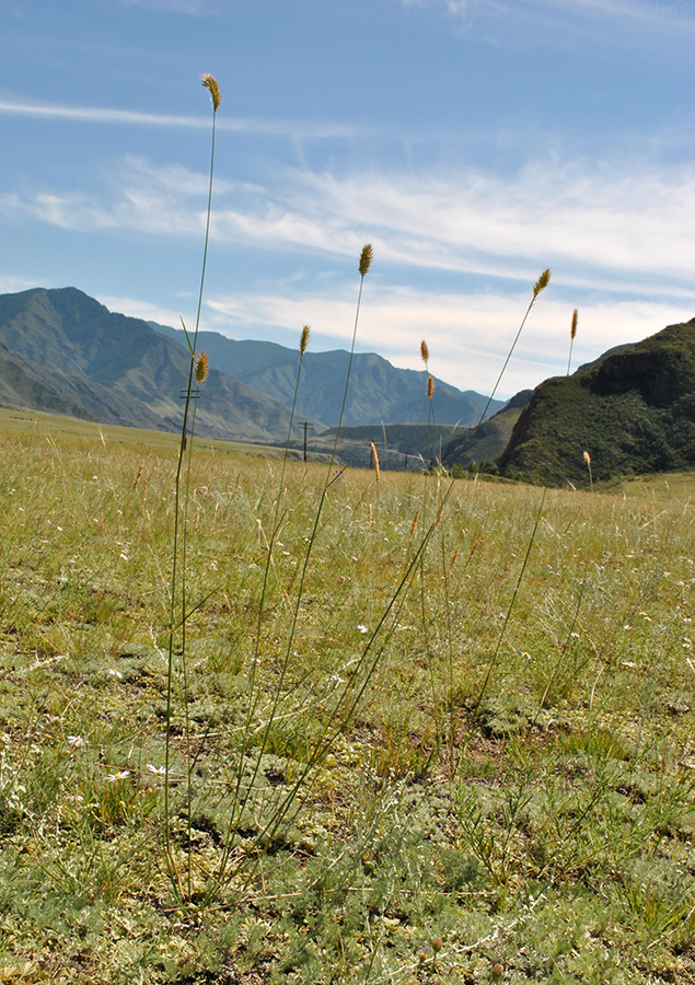 Image of Agropyron pectinatum specimen.