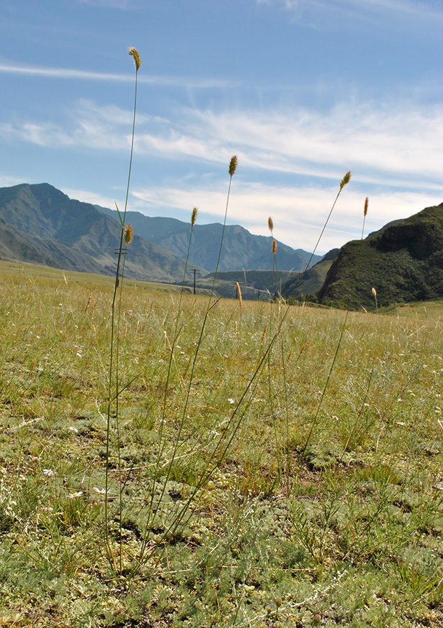 Изображение особи Agropyron pectinatum.