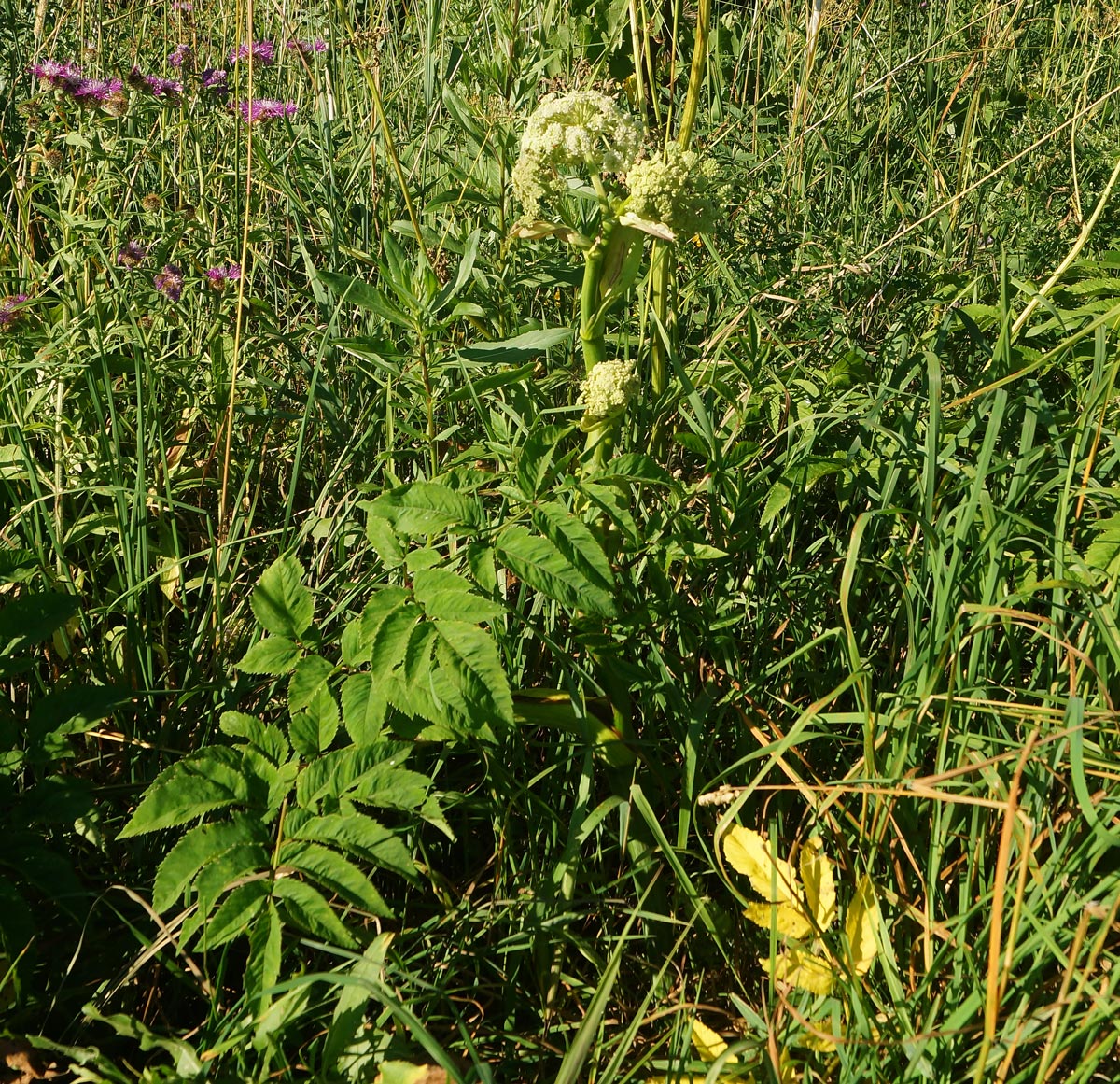 Изображение особи Angelica sylvestris.