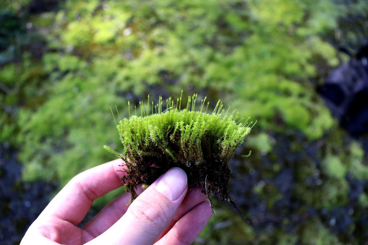 Image of Niphotrichum canescens specimen.