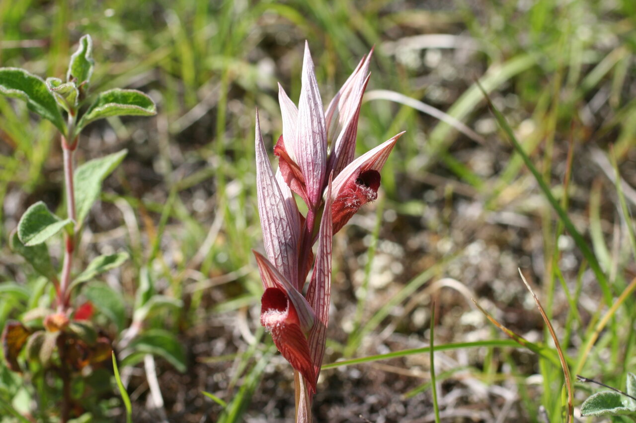 Image of Serapias vomeracea specimen.