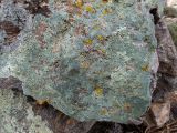 класс Lecanoromycetes