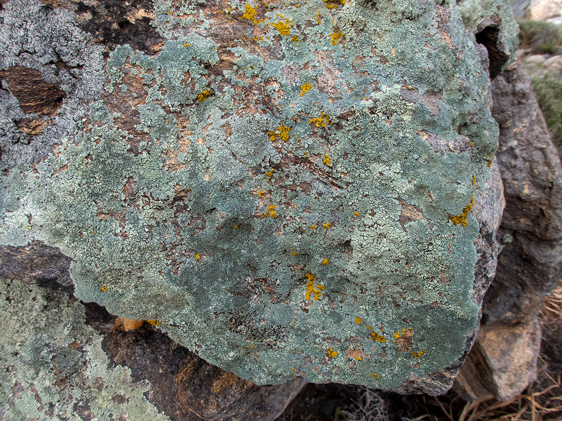 Изображение особи класс Lecanoromycetes.