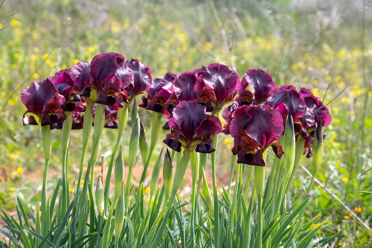 Изображение особи Iris atropurpurea.