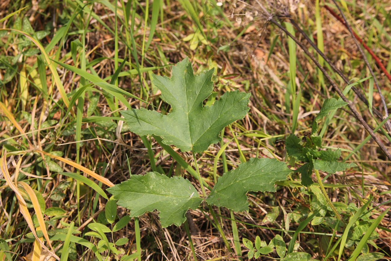 Изображение особи Heracleum sibiricum.