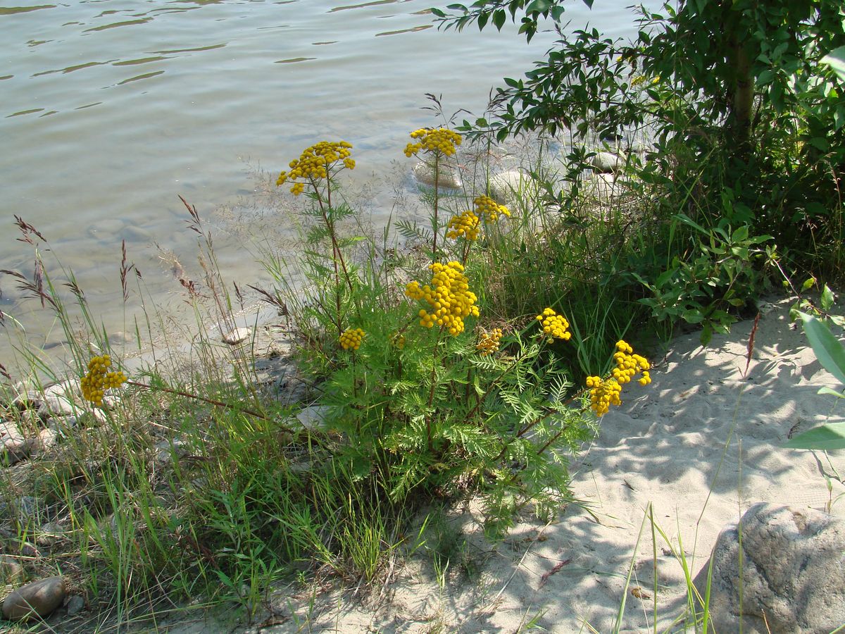 Image of Tanacetum vulgare specimen.