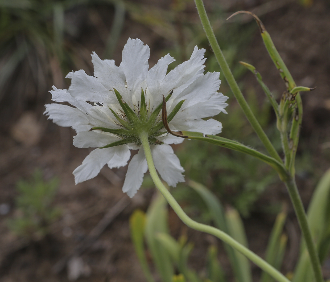 Изображение особи род Scabiosa.