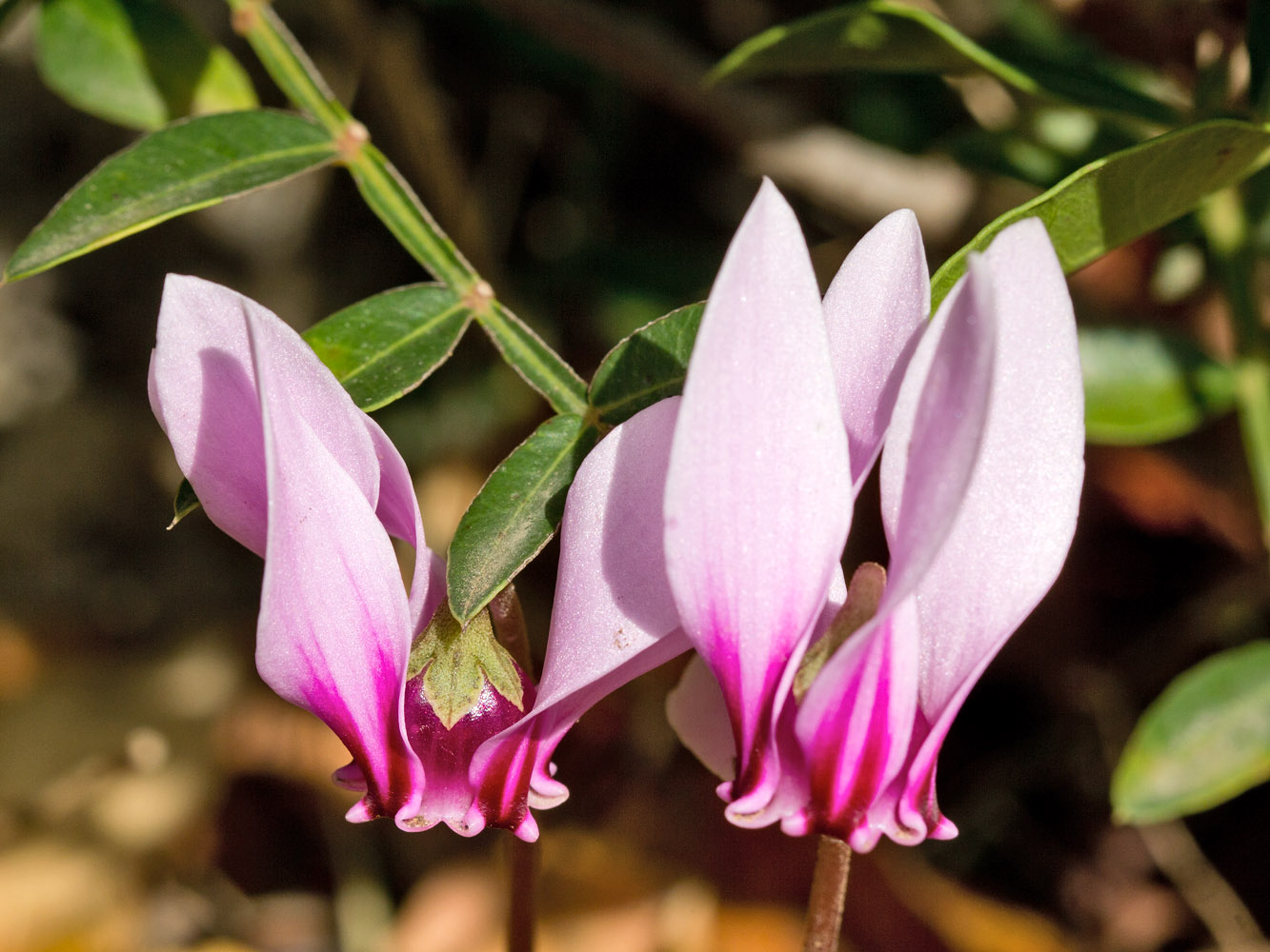 Изображение особи Cyclamen hederifolium ssp. confusum.